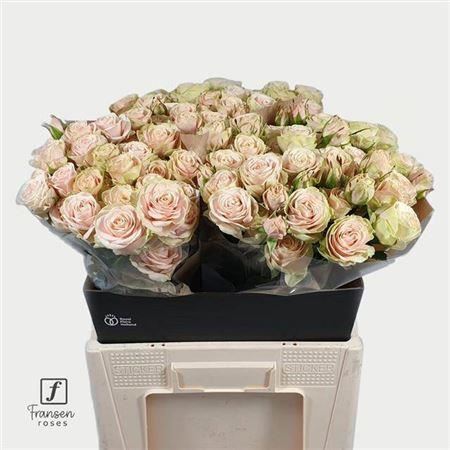 FeedSync:wholesale:de8ce8fe4471a2f35542444eb4e84ab1ebdc07b4