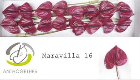 Anthurium Maravilla