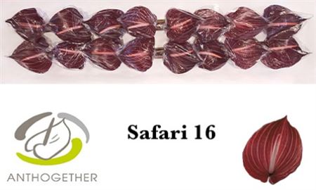 Anthurium Safari