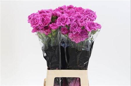 Carnation Standard Farida (20 Stems)