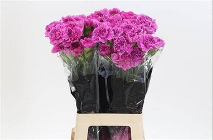 Carnation Standard Farida (20 Stems)
