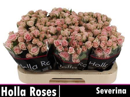 Spray Rose Severina