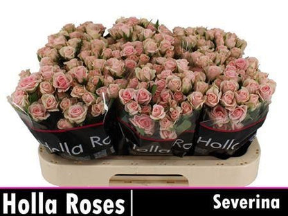 Spray Rose Severina