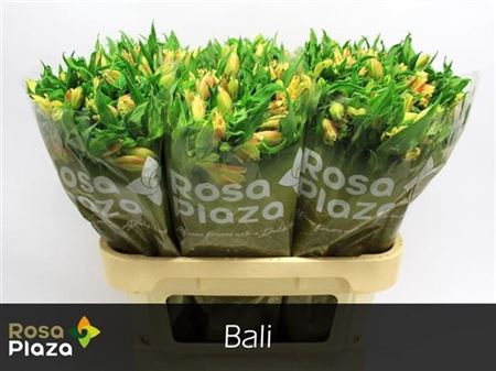 FeedSync:wholesale:0c9ccdfc99a678b43c4426a01c08b50b49da836b