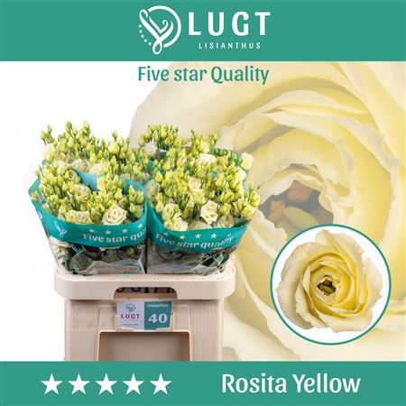 FeedSync:wholesale:4e96bbdcb7f945dbee4178847cf184a78ff85e80