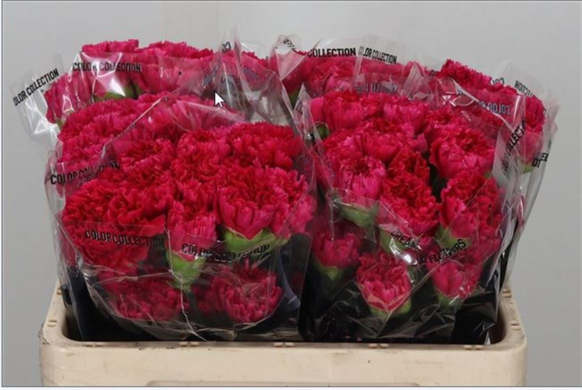 FeedSync:wholesale:5b3c259357cc8f85fc9020cfb9a9e385062ab7fe