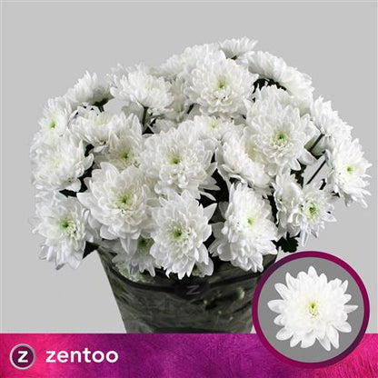 Chrysanthemum Spray Pina Colada White
