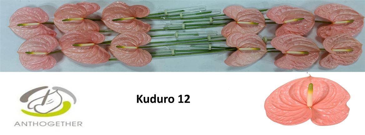 Anthurium Kuduro