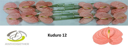Anthurium Kuduro