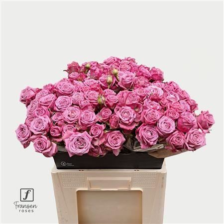 Spray Rose - Rosa - Purple Queen