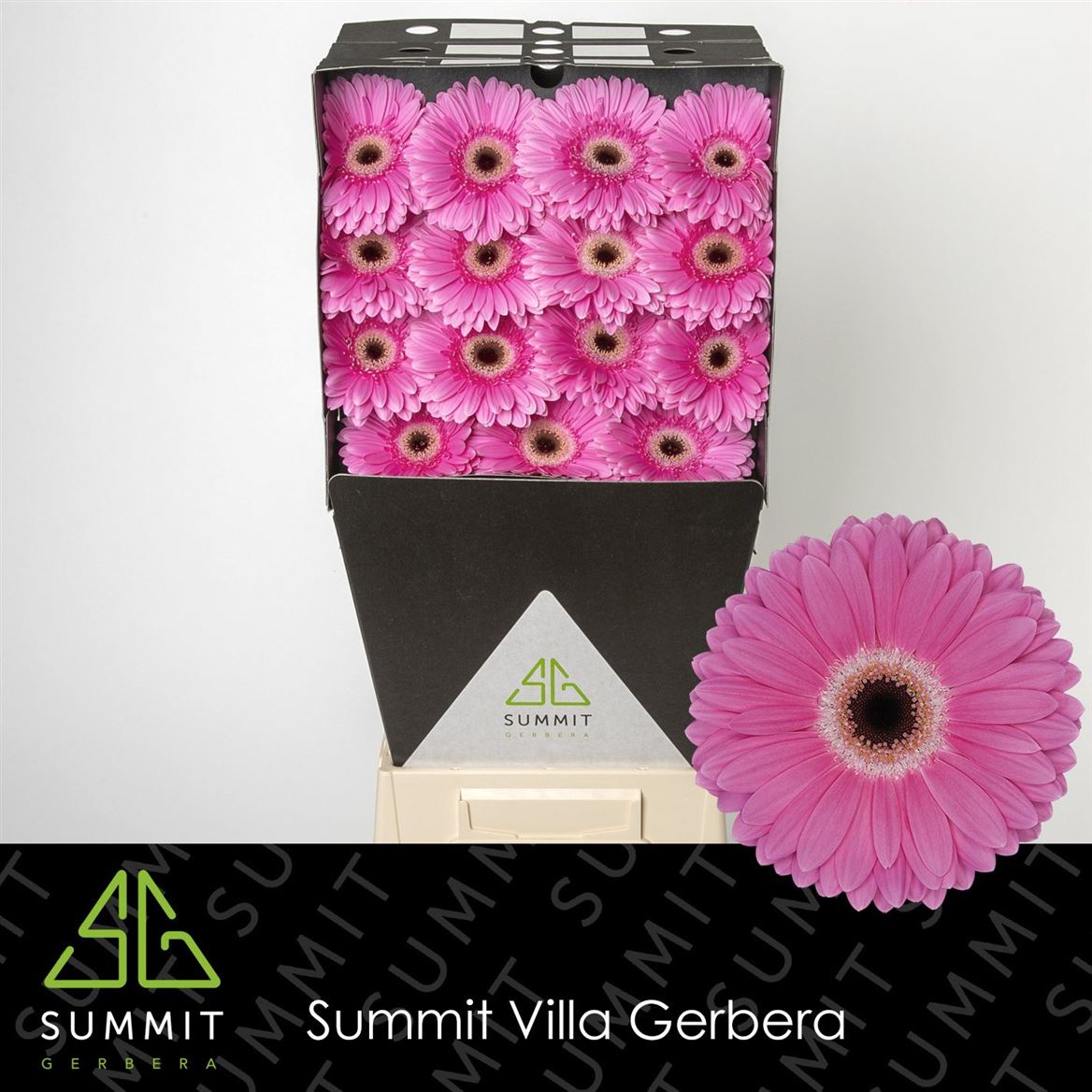 Gerbera Dreamer (15 Stems)