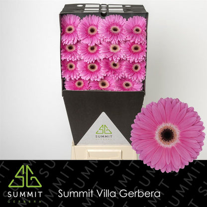 Gerbera Dreamer (15 Stems)