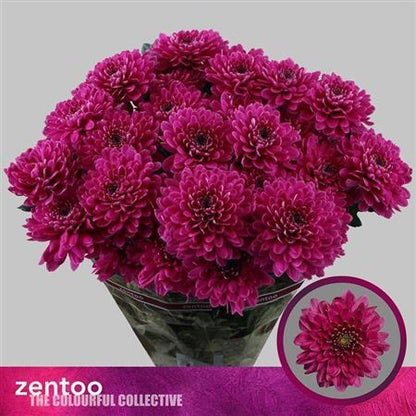 Spray Chrysanthemum - Chrysanthemum - Fabienne Purple