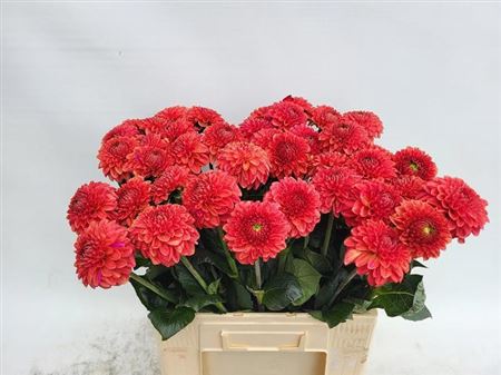 Orange Fox Dahlia Cut Flowers – 60cm Stems