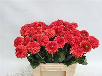 Orange Fox Dahlia Cut Flowers – 60cm Stems