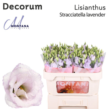 Lisianthus - Eustoma - Reina Blue Splash