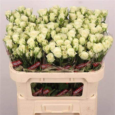 Spray Rose - Rosa - Snowflake