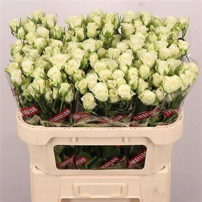 Spray Rose - Rosa - Snowflake
