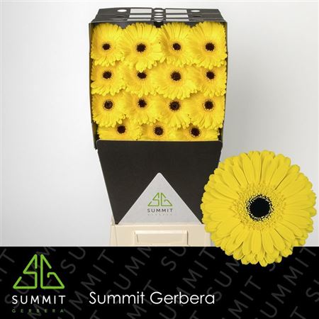 Gerbera Don Leo (15 Stems)