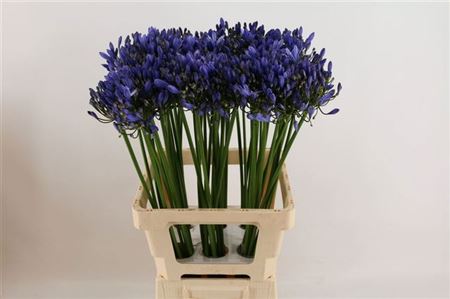 Blue Agapanthus ‘Uri’ Cut Stems – 60cm