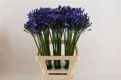 Blue Agapanthus ‘Uri’ Cut Stems – 60cm