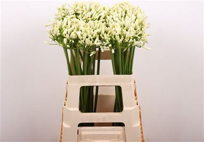 White Agapanthus ‘Gletsjer’ – 70cm Stems