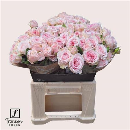 FeedSync:wholesale:2e7f25a0e4bfb67676864b7b80558bc120a3db60