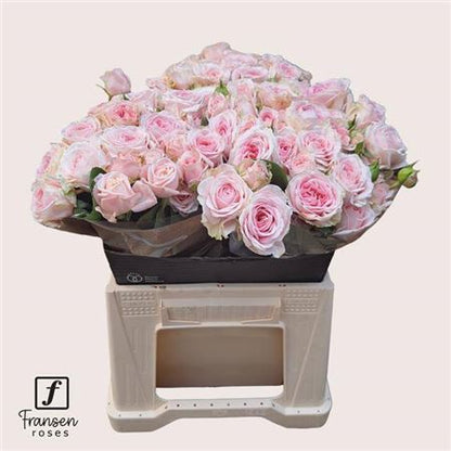 FeedSync:wholesale:2e7f25a0e4bfb67676864b7b80558bc120a3db60