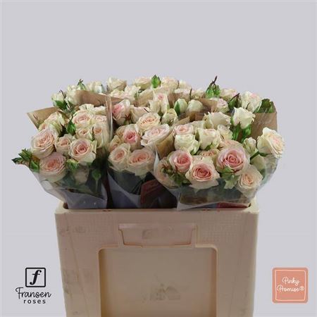 FeedSync:wholesale:54419b80fcc7fc4f0ea12eba75f9efe4426ca21b