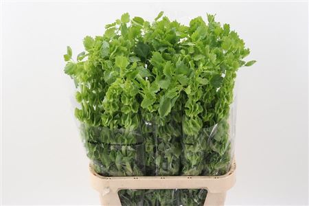 FeedSync:wholesale:9b47dd7414b451ebb186b97243eabdd118ab1100