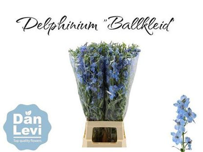Delphinium Ballkleid (10 Stems)