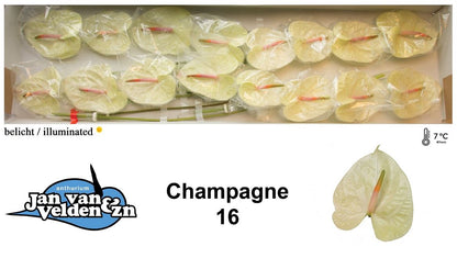 FeedSync:wholesale:f88c4816f6ed28ba7b88f0b2cc2f2daccb23b767