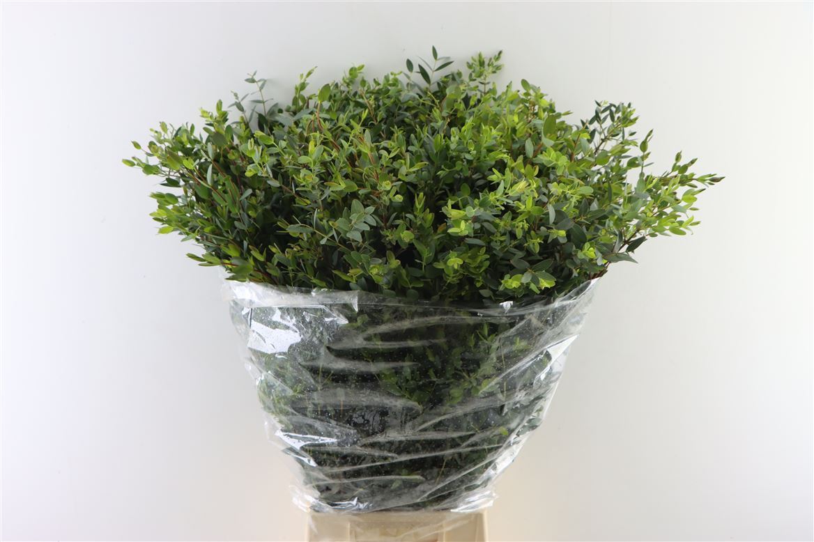 FeedSync:wholesale:44942b1bd846275682f9dce1670fb0b18a81c05c