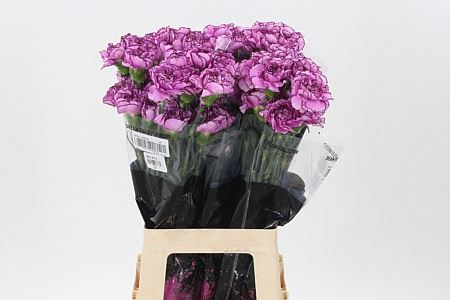 Carnation Standard Purple Damascus (20 Stems)