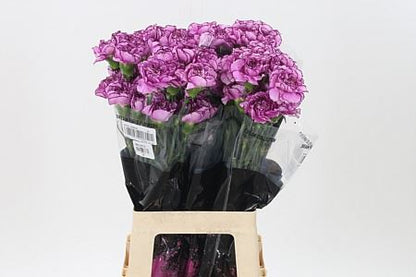 Carnation Standard Purple Damascus (20 Stems)
