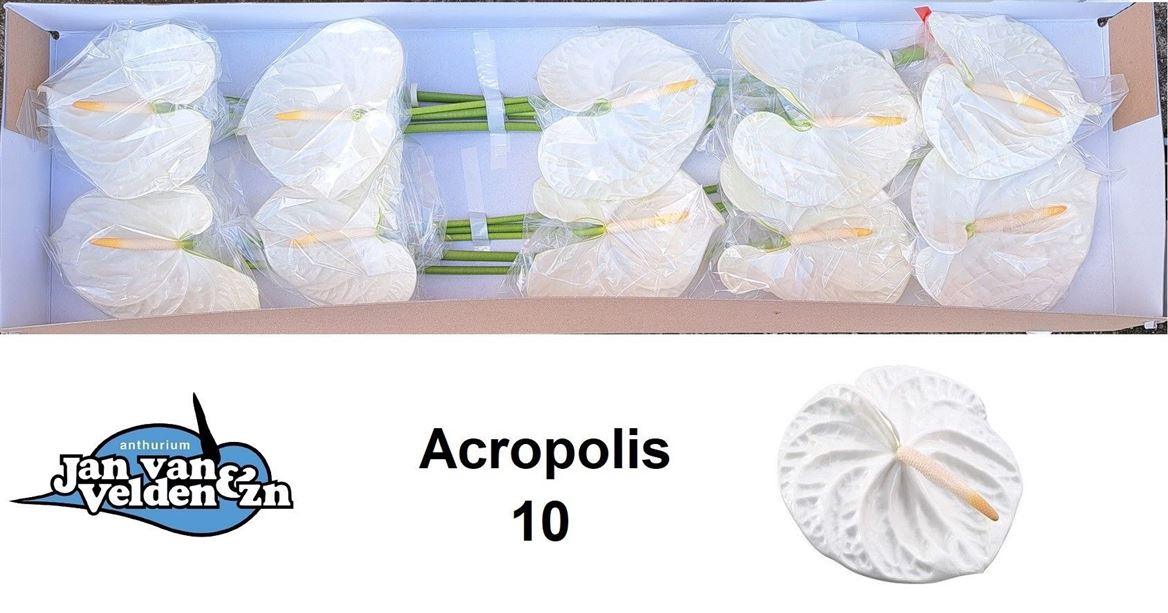 FeedSync:wholesale:265a639f0a753506ade480ea07a0272bf496060d