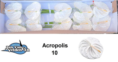 FeedSync:wholesale:265a639f0a753506ade480ea07a0272bf496060d