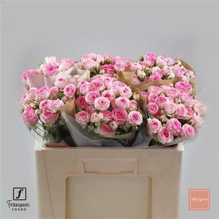 FeedSync:wholesale:be10e19882448f970e95b5f73930e18e9ac0db00
