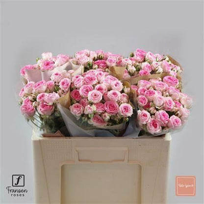 FeedSync:wholesale:be10e19882448f970e95b5f73930e18e9ac0db00