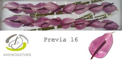 Purple Anthurium ‘Previa’ – 35cm Stems