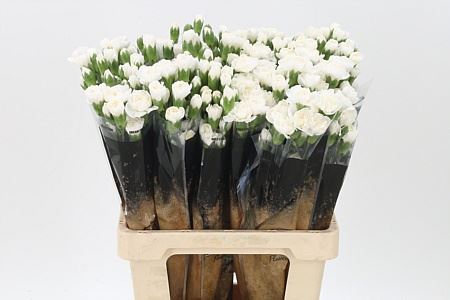 Carnation Spray Ibis (20 Stems)