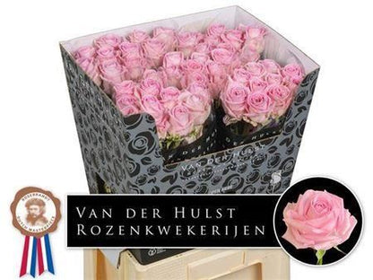 Rose - Rosa - Zaina