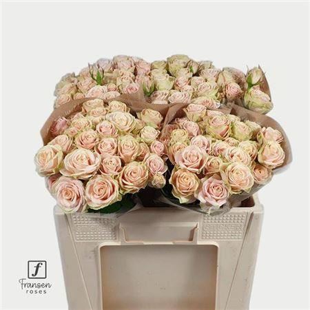 FeedSync:wholesale:20c08c34300f598bfd2e98eb4eb8a0e43d7fa633