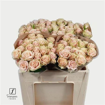 FeedSync:wholesale:20c08c34300f598bfd2e98eb4eb8a0e43d7fa633