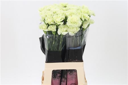 Carnation Standard Prado Mint (20 Stems)