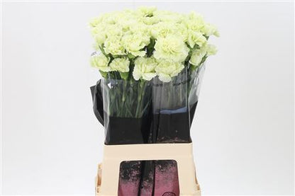 Carnation Standard Prado Mint (20 Stems)