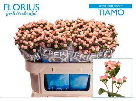 FeedSync:wholesale:07cb647d4d2fef13b1002937a9eb9640492476e2