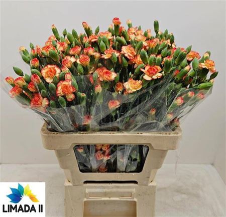 Carnation Spray Carimbo