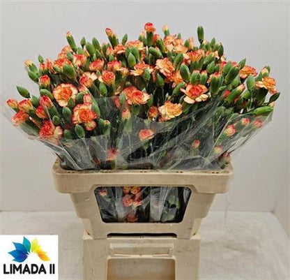 Carnation Spray Carimbo