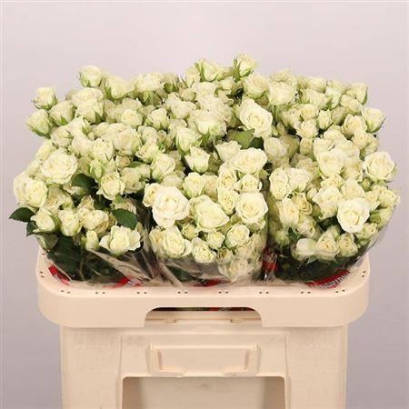 FeedSync:wholesale:4606053f9c84f520dfdbe8885f9b6312ba9f1aff